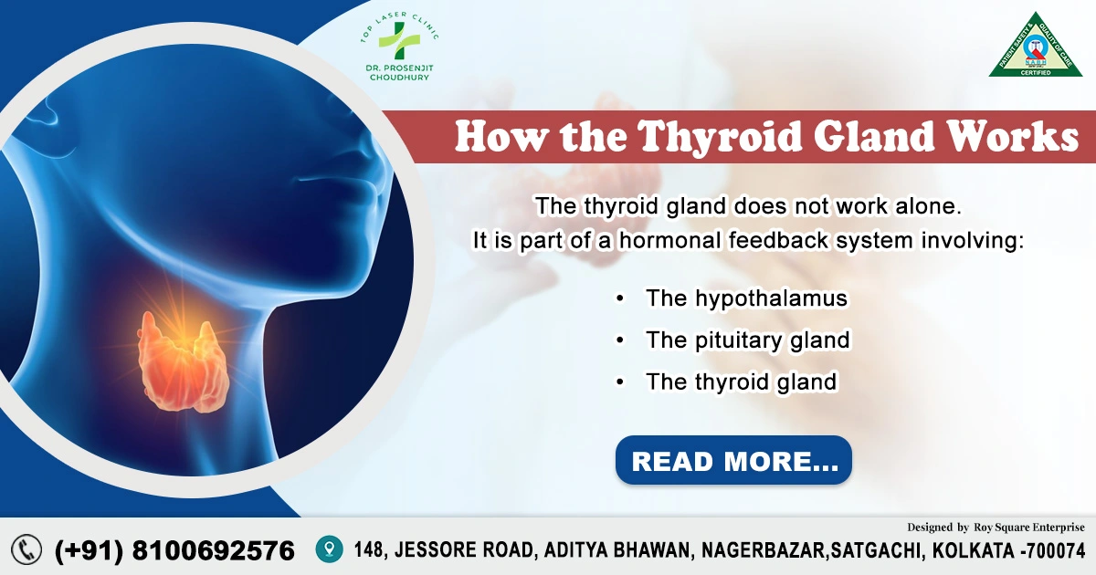 How the Thyroid Gland Works